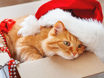 Ginger cat lies in box with christmas and new year decorations. fluffy pet with red santa claus hat.