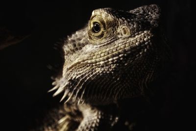 Close-up of turtle against black background