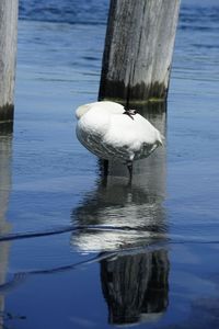 View of bird in lake