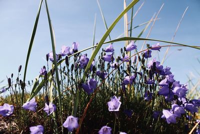 Close-up of purple flowering plants on field