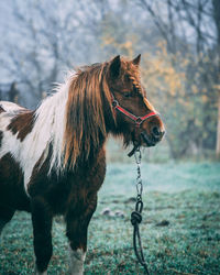 Horse standing in a field