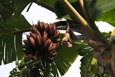 Close-up of flowering plant