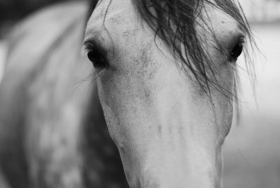 Close-up portrait of a horse