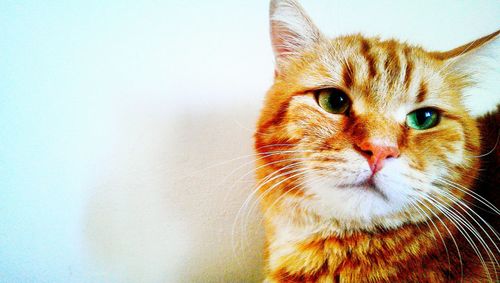 Close-up portrait of a cat