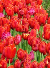 Close-up of red tulips in field