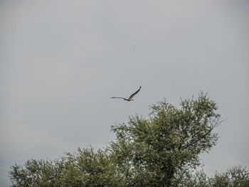 Low angle view of eagle flying against sky