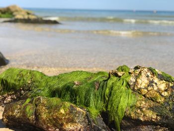 Close-up of moss on beach