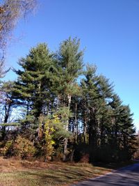 Low angle view of pine trees against sky