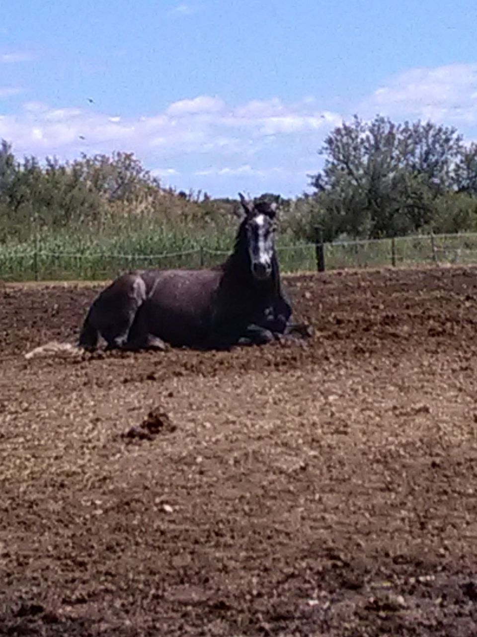 PORTRAIT OF HORSE ON FIELD AGAINST SKY