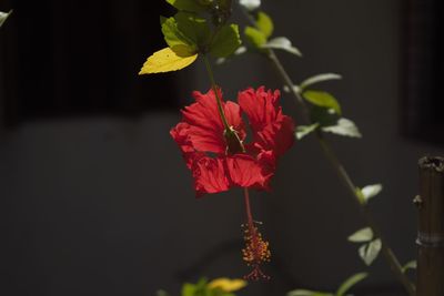 Close-up of red hibiscus flower