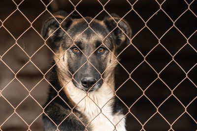 Portrait of dog seen through chainlink fence