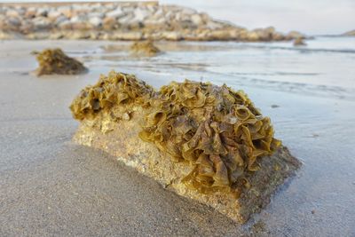 Close-up of shells on shore