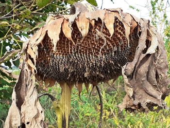 Close-up of a tree trunk