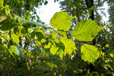 Low angle view of leaves on tree in forest