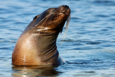 Sea lion from galapagos