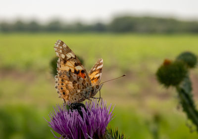 Close-up of butterfly pollinating on purple flower