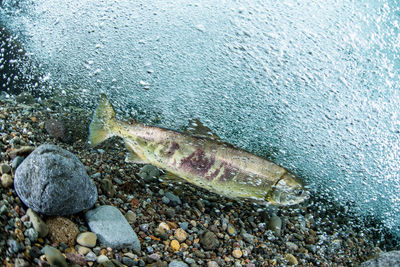 Pink salmon's run in rausu, hokkaido , japan