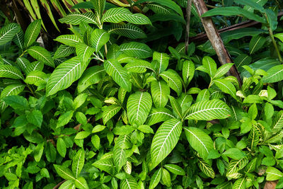 Close-up of green leaves