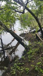 Trees growing in water