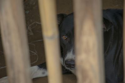 Close-up of a cat looking through metal fence