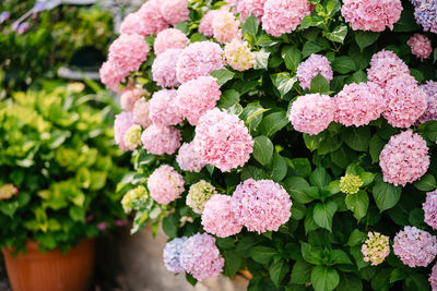 Close-up of pink hydrangea flowers in pot