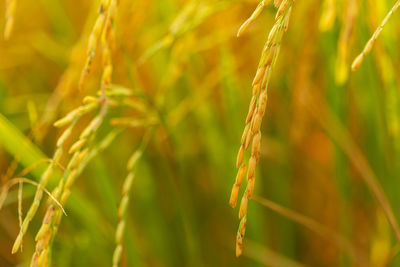 Golden rice paddy that is ripening in the farm.