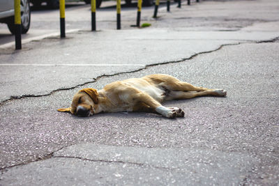 Dog sleeping on footpath