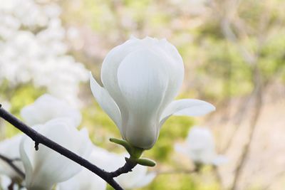 Close-up of white flower blooming on tree