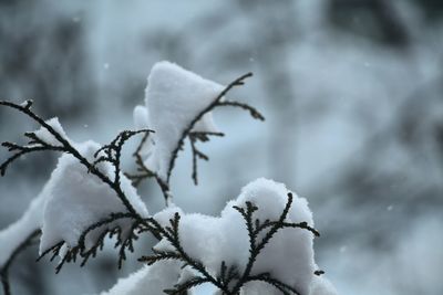 Close-up of frozen plant