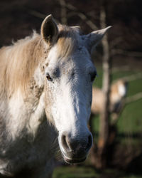 Close-up of horse