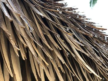 Low angle view of palm trees with water droplets against sky