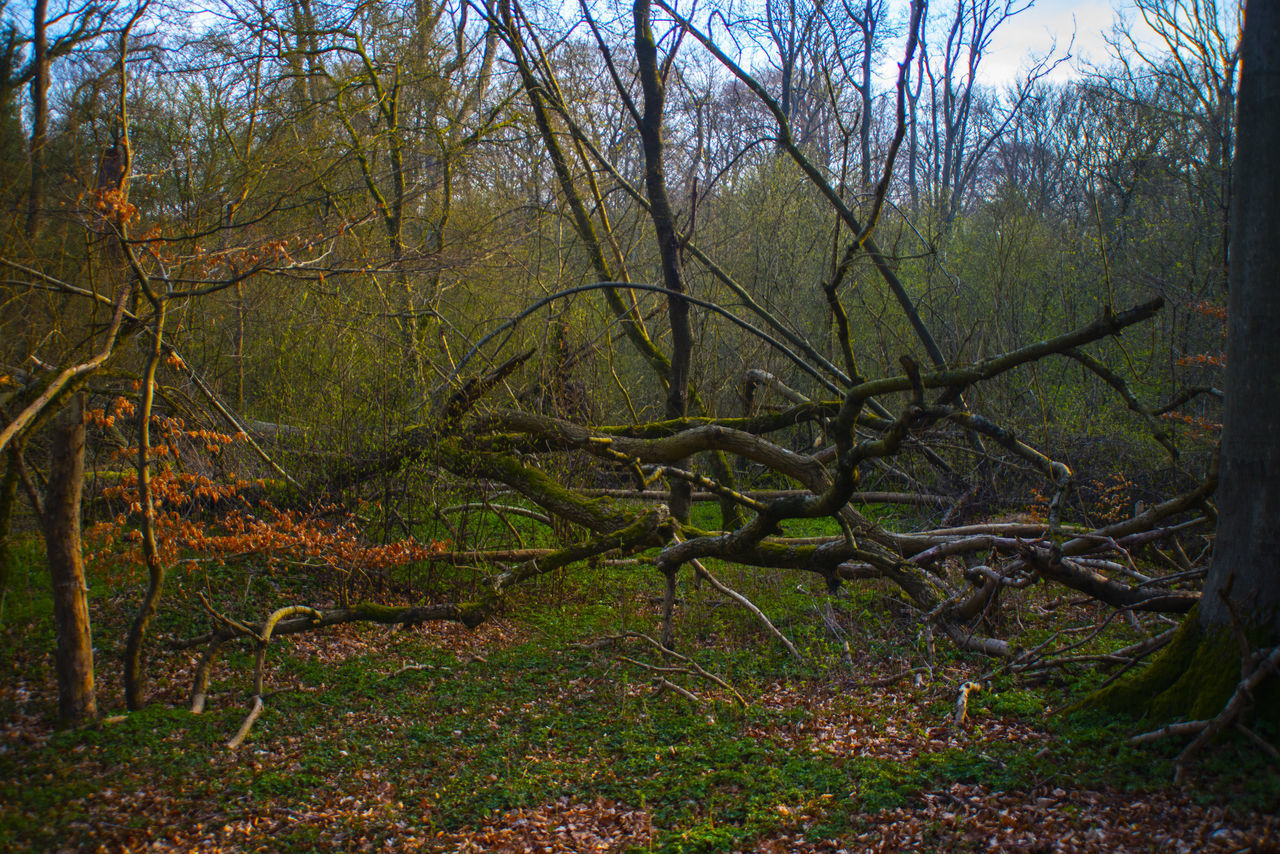 VIEW OF TREES IN FOREST