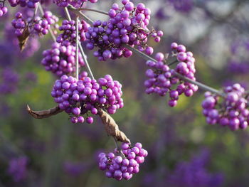 Close-up of purple berries growing on tree