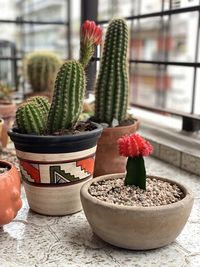 Close-up of cactus on table