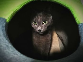 Close-up portrait of black cat