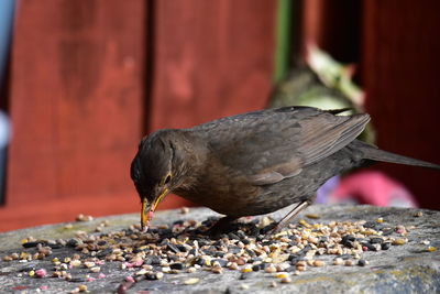 Close-up of pigeon perching