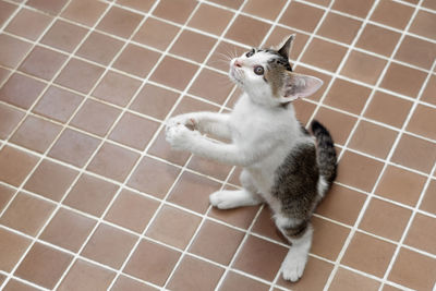 High angle view of a cat looking away