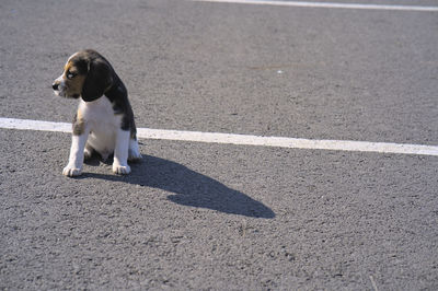 pet