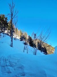 Bare trees on snow covered field against blue sky