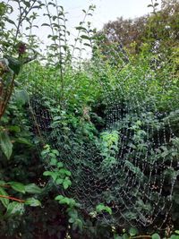 Close-up of wet spider web on plants in forest