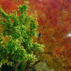 Full frame shot of green leaves