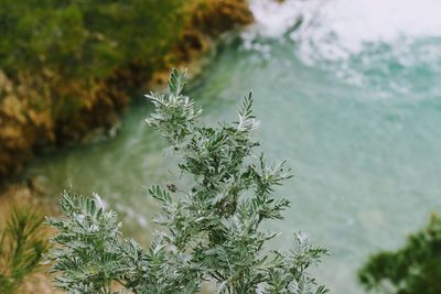 Close-up of plant in sea