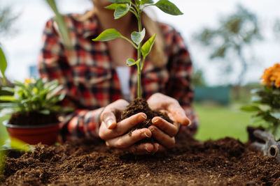 Woman holding small growing plant. without face. hands holding three.