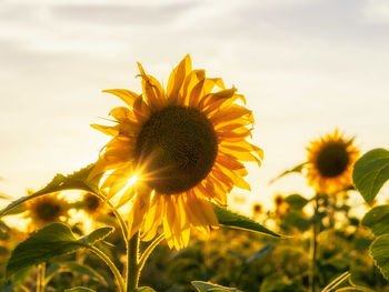 Close-up of sunflower blooming against sky during sunset