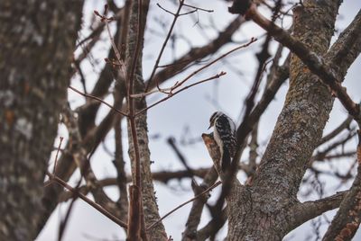 Low angle view of bird perching on tree