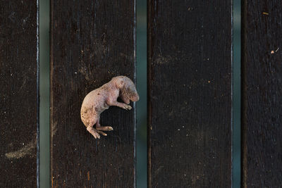 High angle view of a cat on wooden wall
