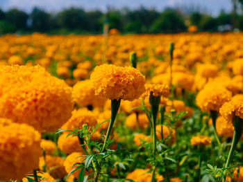 Close-up of yellow flowering plant on field