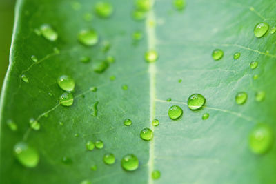 Close-up of raindrops on green leaves