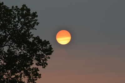 Low angle view of tree against sky during sunset