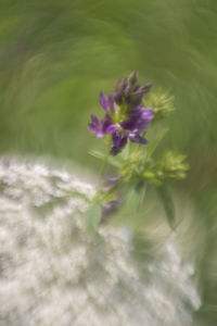 Close-up of purple flower